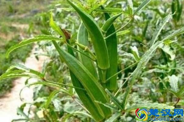 秋葵市场价格多少钱一斤？种植前景如何？