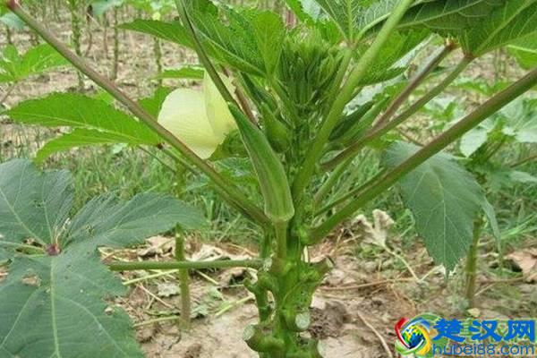 秋葵市场价格多少钱一斤？种植前景如何？