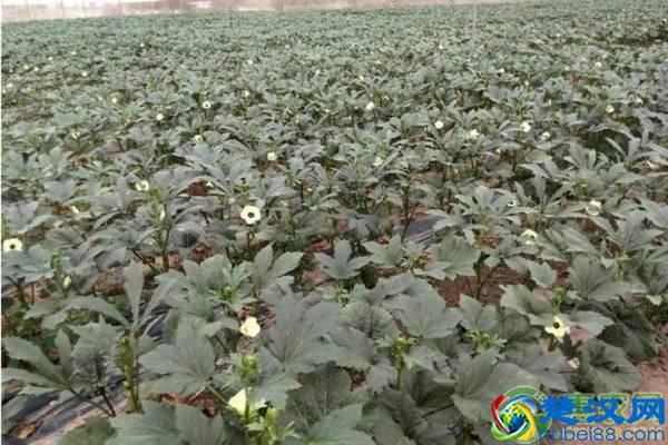 秋葵市场价格多少钱一斤？种植前景如何？