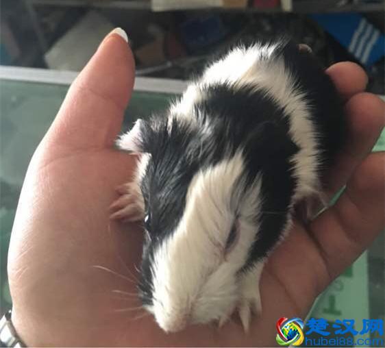 荷兰猪年龄判断和换算