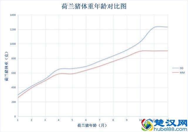 荷兰猪年龄判断和换算