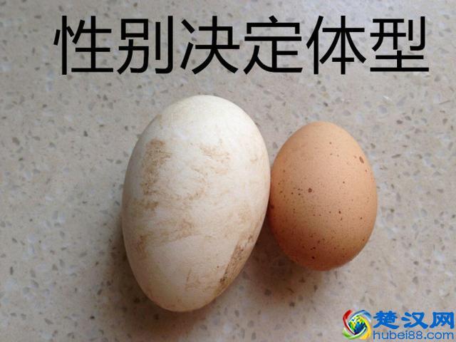 荷兰猪年龄判断和换算