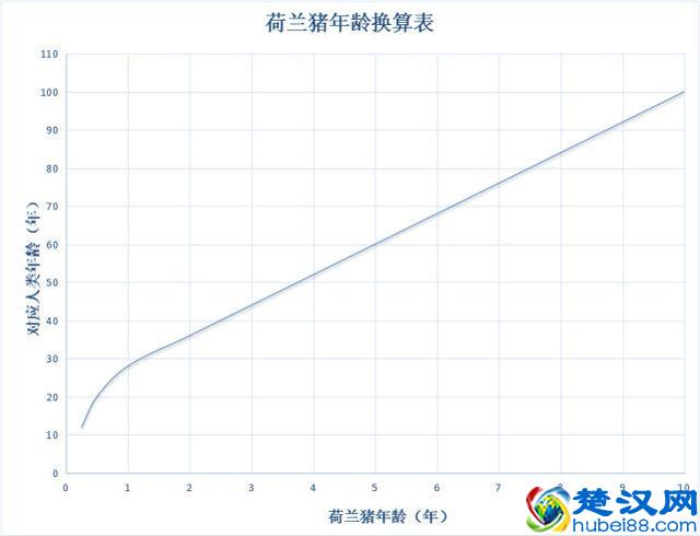 荷兰猪年龄判断和换算