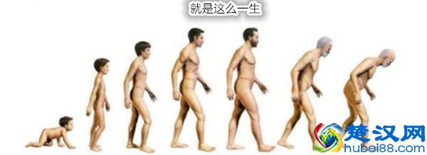 荷兰猪年龄判断和换算