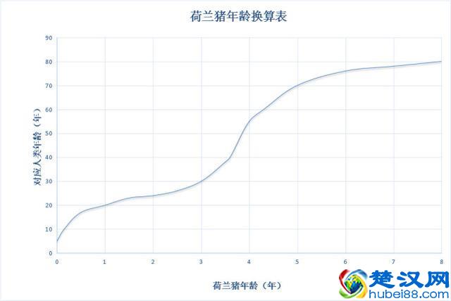 荷兰猪年龄判断和换算