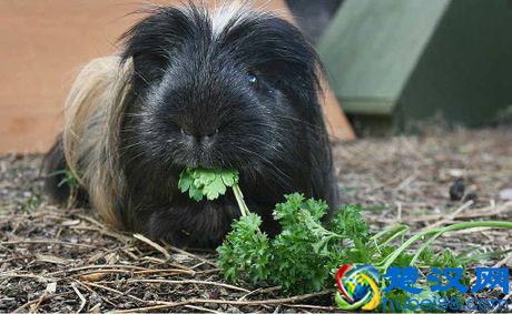 荷兰猪年龄判断和换算