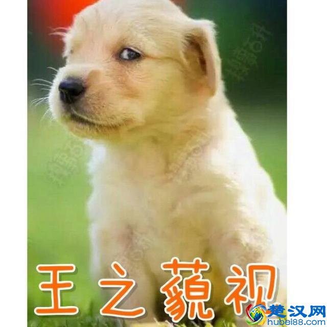 荷兰猪年龄判断和换算