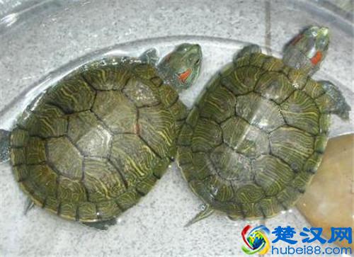 小乌龟怎么养？小乌龟吃什么？