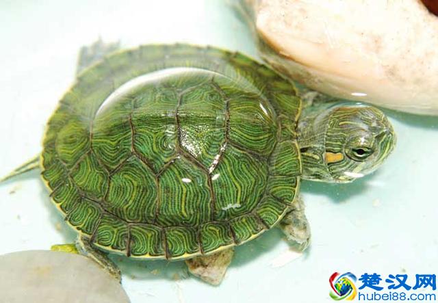 小乌龟怎么养？小乌龟吃什么？