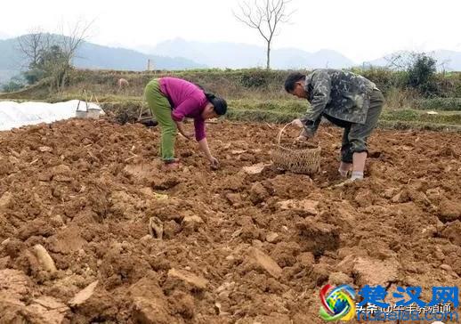 不想外出打工的农民有这3个好出路，谁先下手谁先致富