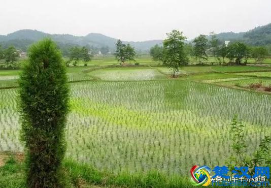 不想外出打工的农民有这3个好出路，谁先下手谁先致富