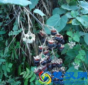 有人叫它“过江龙”，果实全身带刺，却是一种价值很高的全株中药