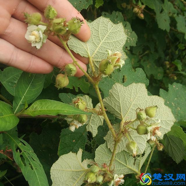 有人叫它“过江龙”，果实全身带刺，却是一种价值很高的全株中药