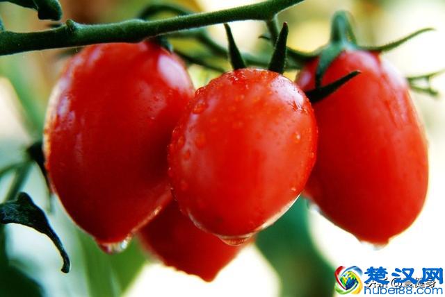 早餐吃什么减肥最快？推荐4款早餐食物，热量低，却能吃得像皇帝