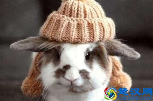 二货世界欢乐多,你是傻吗?菊花疼来牙科做什么?