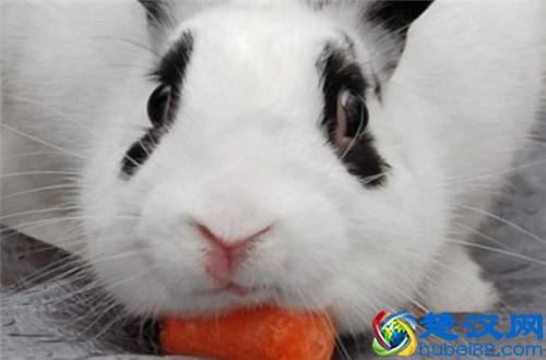 二货世界欢乐多,你是傻吗?菊花疼来牙科做什么?