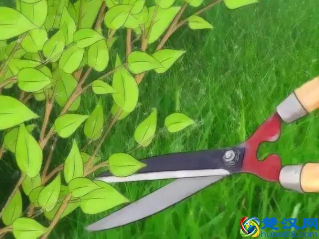 如果发现家中有跳蚤，只需这样做，跳蚤就通通不见了！