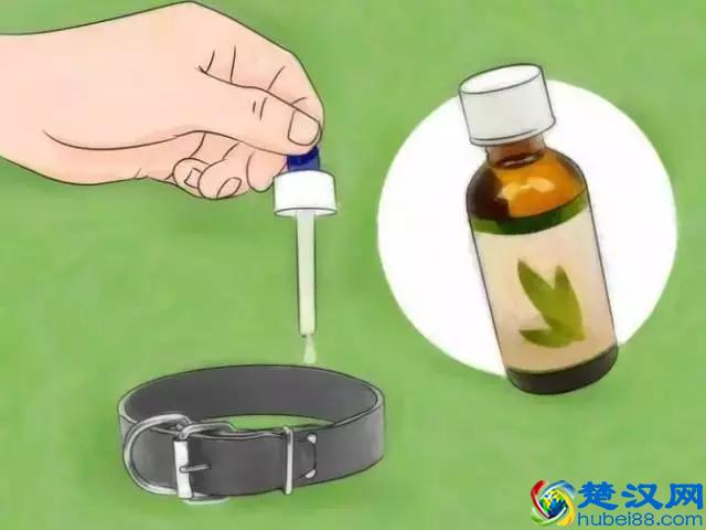 如果发现家中有跳蚤，只需这样做，跳蚤就通通不见了！