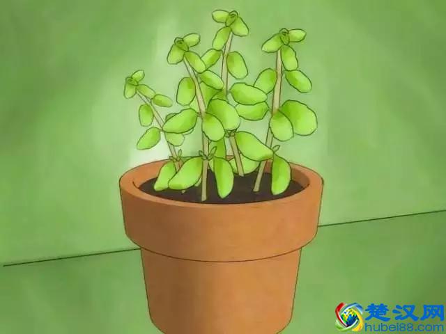 如果发现家中有跳蚤，只需这样做，跳蚤就通通不见了！