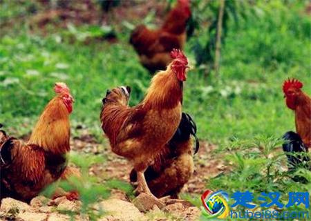 散养300只土鸡一年利润是多少？赚钱吗？附养殖成本利润预算