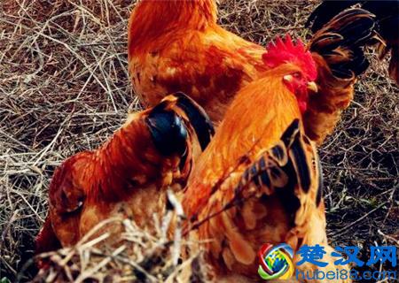 散养300只土鸡一年利润是多少？赚钱吗？附养殖成本利润预算