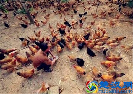 散养300只土鸡一年利润是多少？赚钱吗？附养殖成本利润预算