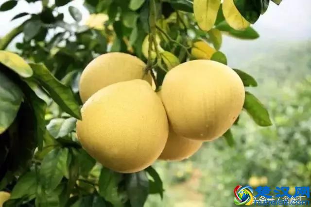 医生提醒：吃柚子的人请注意了，这几种人不能吃，吃了会后悔哦！