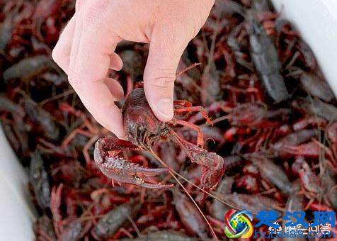 养殖小龙虾一亩究竟有多少产量？一年的收入有多少呢