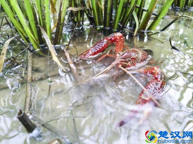 养殖小龙虾一亩究竟有多少产量？一年的收入有多少呢