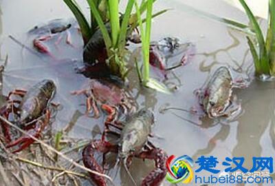 养殖小龙虾一亩究竟有多少产量？一年的收入有多少呢