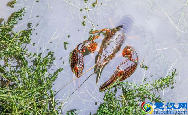 养殖小龙虾一亩究竟有多少产量？一年的收入有多少呢