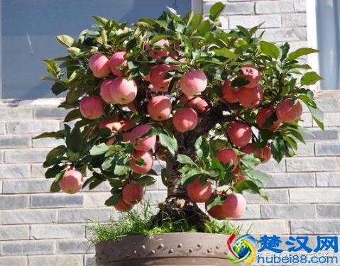 秋天种这5种盆栽水果，一年就能结果，满树都是果子，美观又好吃