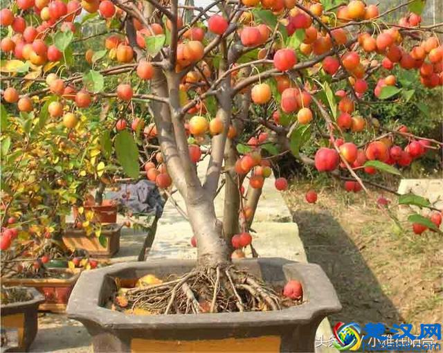 秋天种这5种盆栽水果，一年就能结果，满树都是果子，美观又好吃