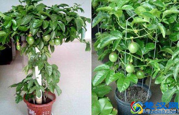秋天种这5种盆栽水果，一年就能结果，满树都是果子，美观又好吃