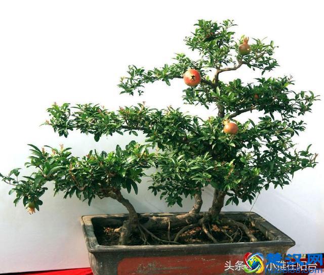 秋天种这5种盆栽水果，一年就能结果，满树都是果子，美观又好吃