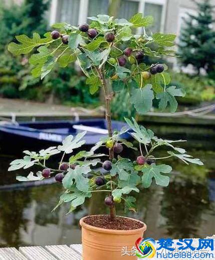 秋天种这5种盆栽水果，一年就能结果，满树都是果子，美观又好吃