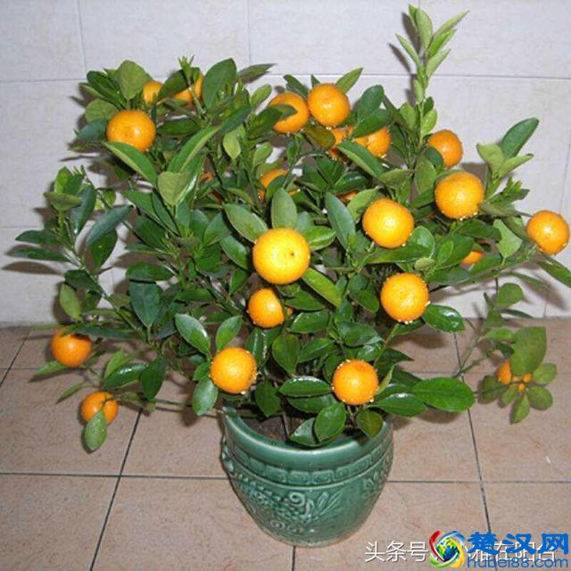 秋天种这5种盆栽水果，一年就能结果，满树都是果子，美观又好吃