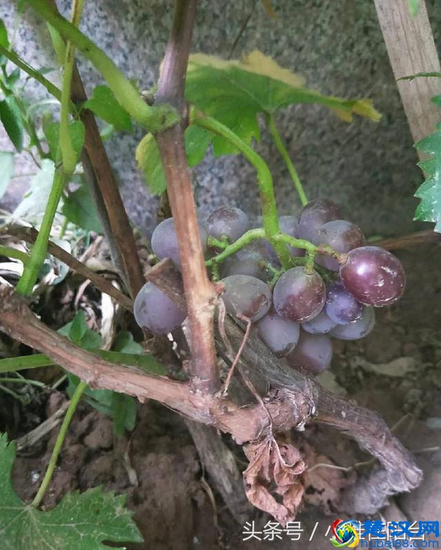 秋天种这5种盆栽水果，一年就能结果，满树都是果子，美观又好吃