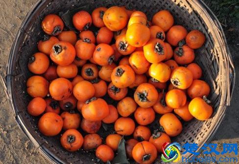 秋天成熟的水果有哪些 秋天什么水果成熟了