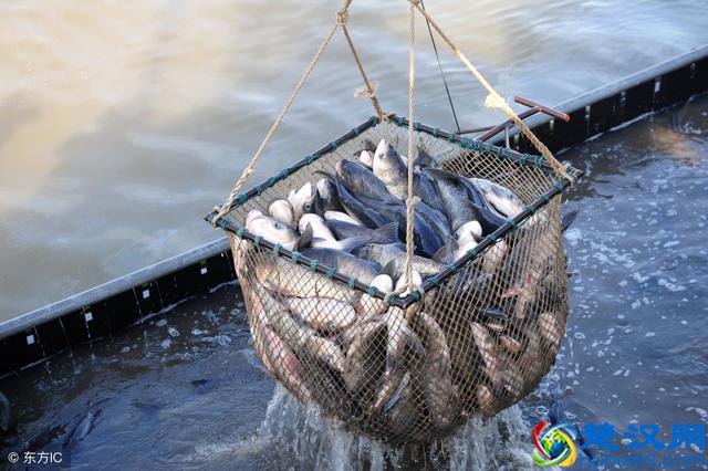 1亩1年能赚2万的养鱼技术 你不想学吗？