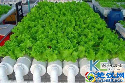 盘点可以无土栽培种植的蔬菜