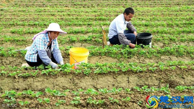 2019年农村社保有什么新变化？快来看看！