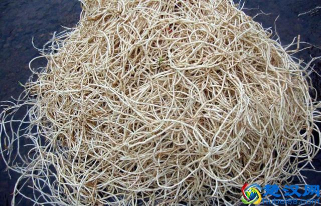 终于知道了！鱼腥草有3大功效，难怪老人都爱吃