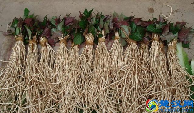 终于知道了！鱼腥草有3大功效，难怪老人都爱吃