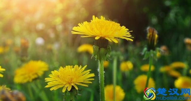 终于知道了！鱼腥草有3大功效，难怪老人都爱吃