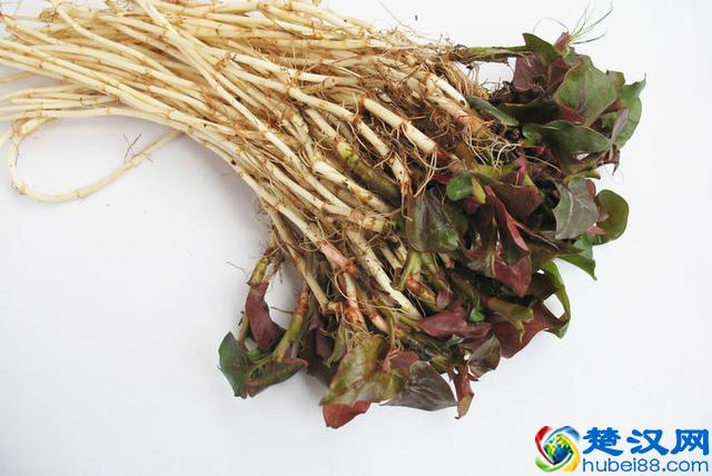 终于知道了！鱼腥草有3大功效，难怪老人都爱吃