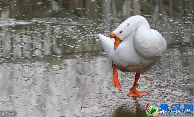 2018年冬至是“几”九天，冬至后是什么节气，寒天要冷寒到几号？