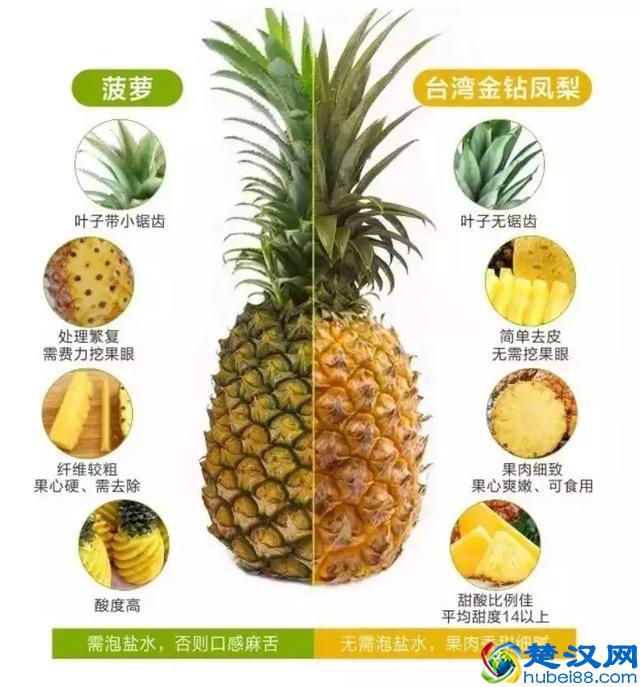 凤梨和菠萝到底有啥区别？用一张图告诉你
