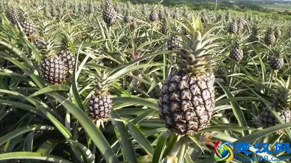 凤梨和菠萝到底有啥区别？用一张图告诉你