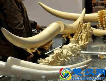 象牙到底有什么作用，为什么那么多人想要费心思得到？